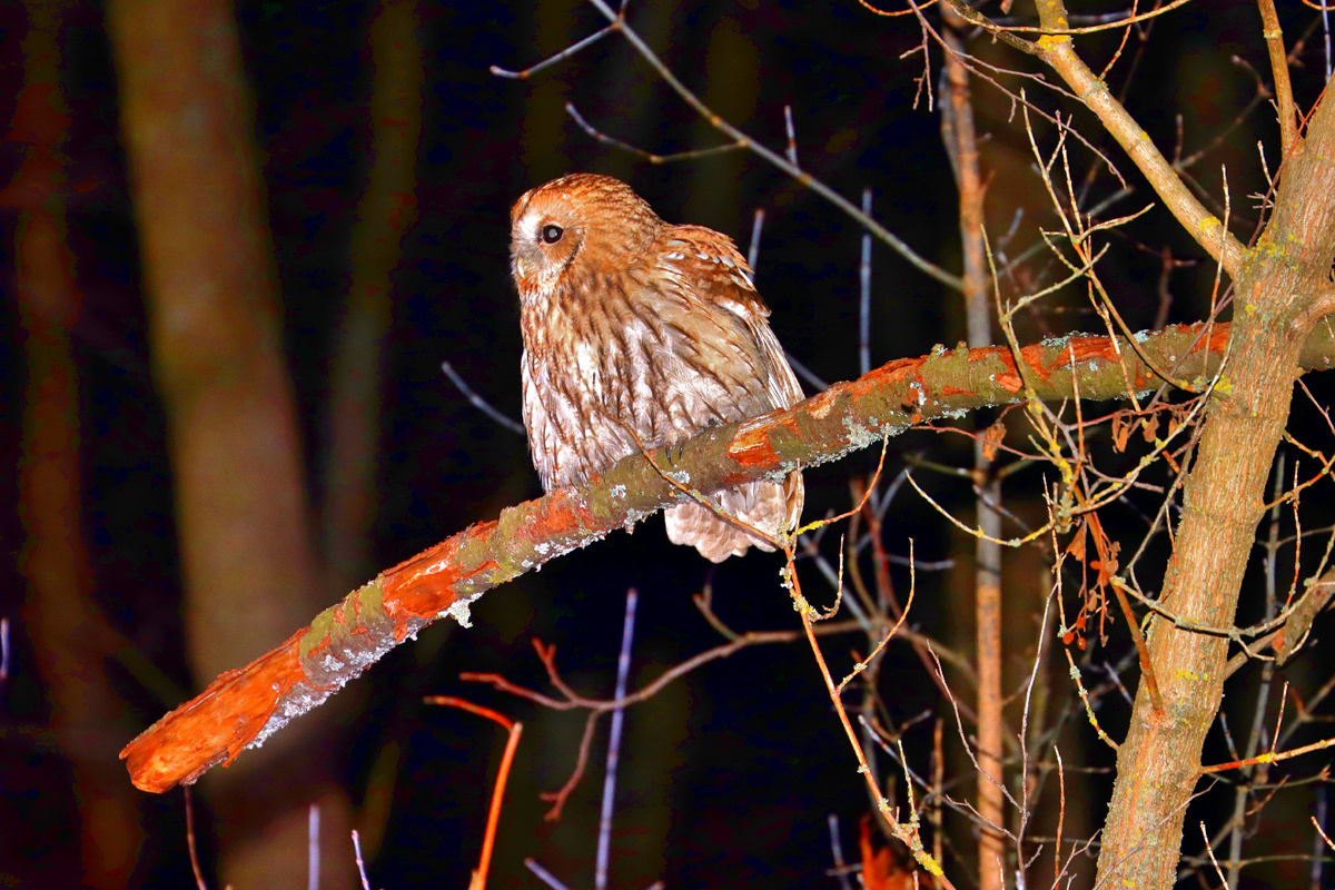 Тут яркость специально выкручена, что бы было видно его рыжую морфность :)))