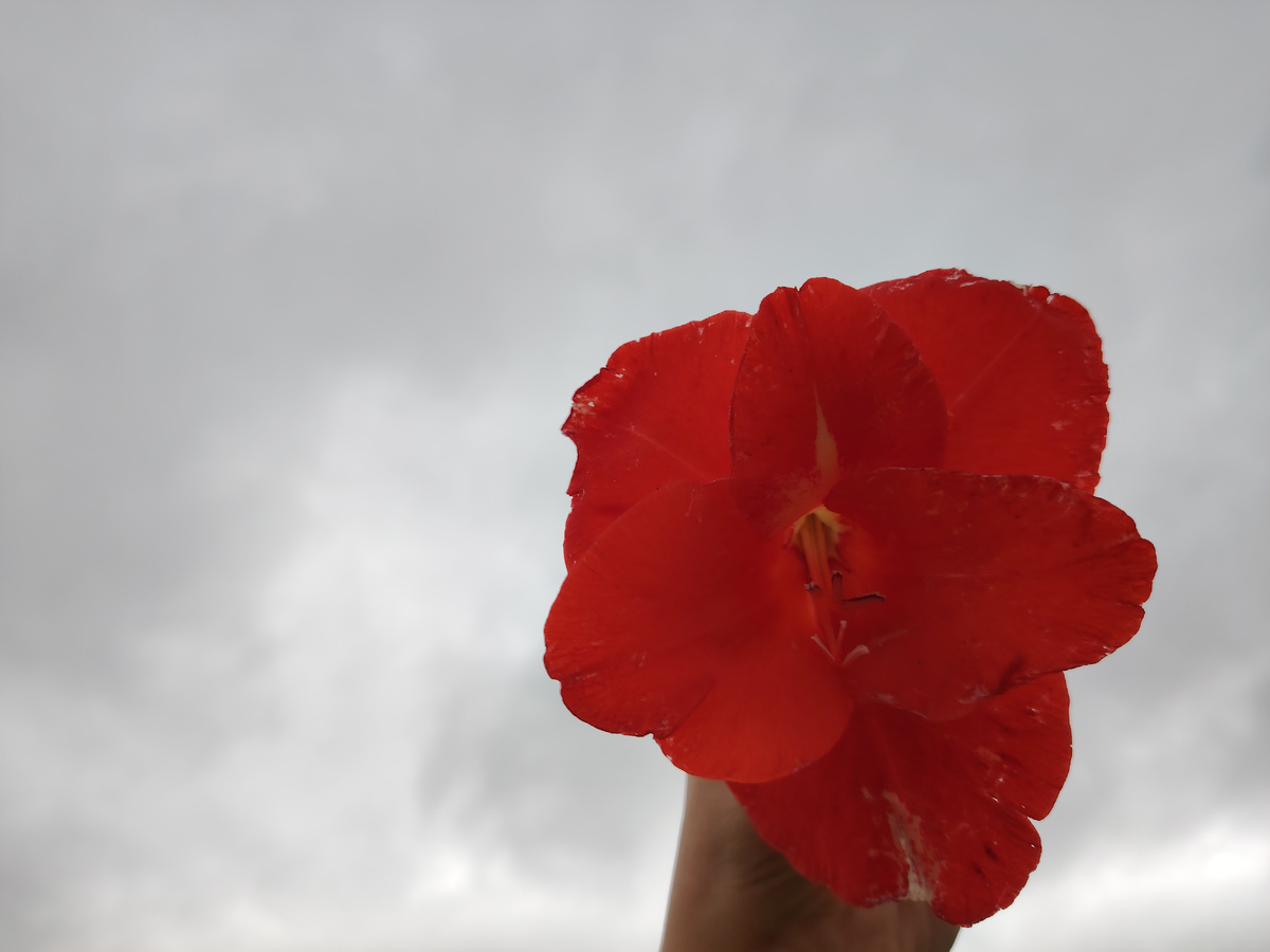 Тот самый неизвестный сорт гладиолусов, с которых всё и началось