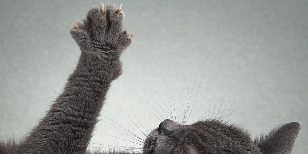 10 поразительных фактов о кошачьих лапах – чем они так уникальны?