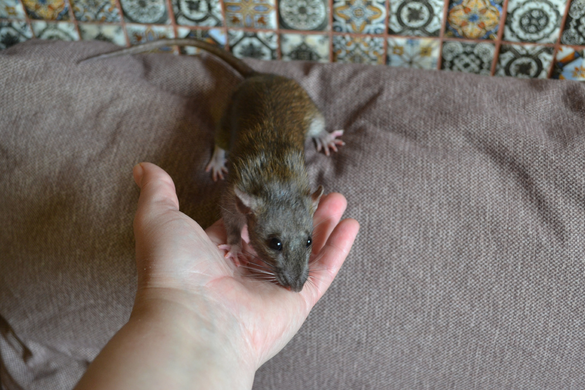 Я маленькая и хочу на ручки