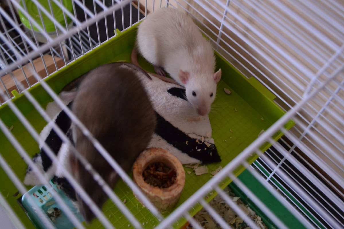 Появилась белая подружка