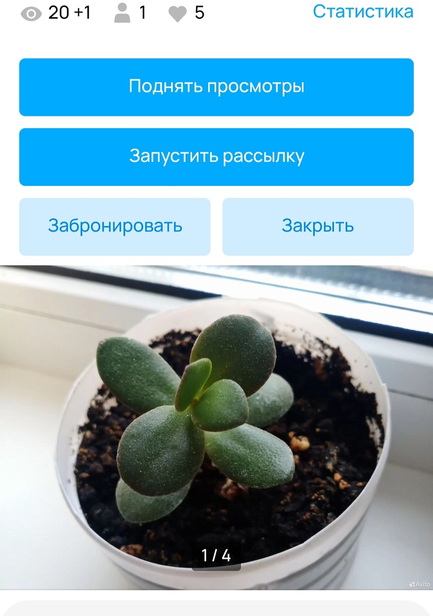 "Денежное" дерево