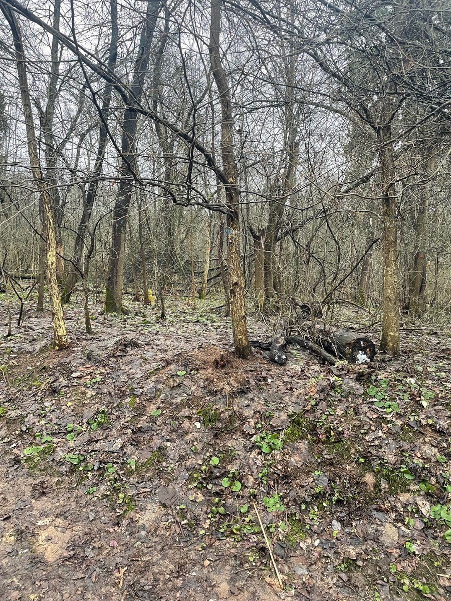 Только посмотрите какая красота сейчас в лесу! Ну разве это Январь?