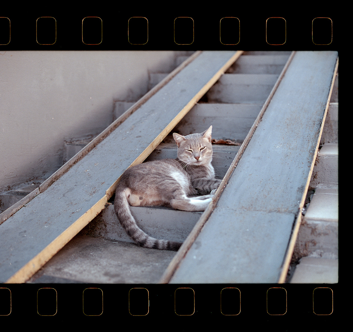 Привокзальный котик. С бубменцами конечно!)