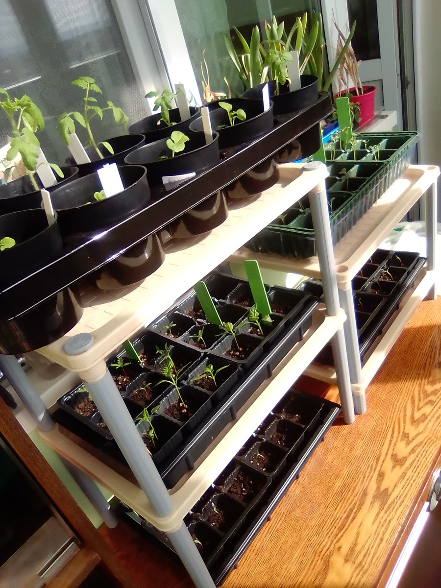 В статье все фото авторские. Архив автора, рассада весной 2021 года.