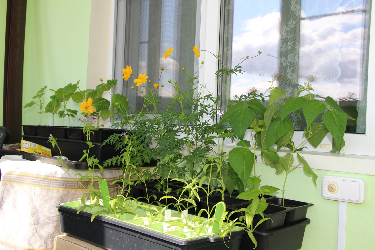 Архив автора, рассада весной 2022 года.