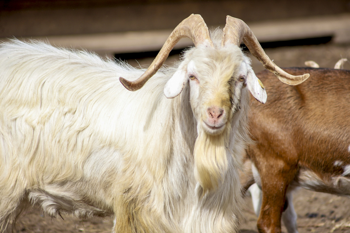 Рогатым обещан специальный корм.  Фото: Фото: ФедералПресс / Елена Майорова