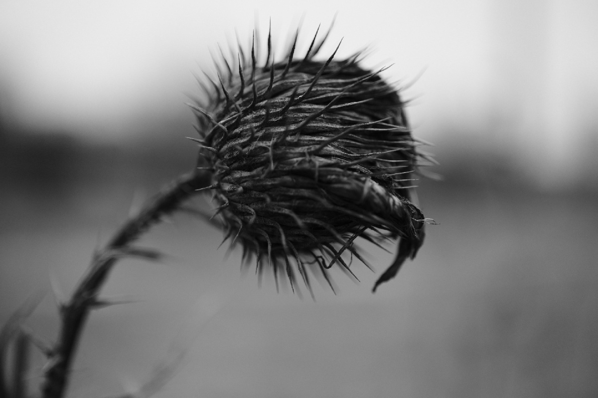 ©️photographer Sergey Karavaev #SOOC blog 365 days photo