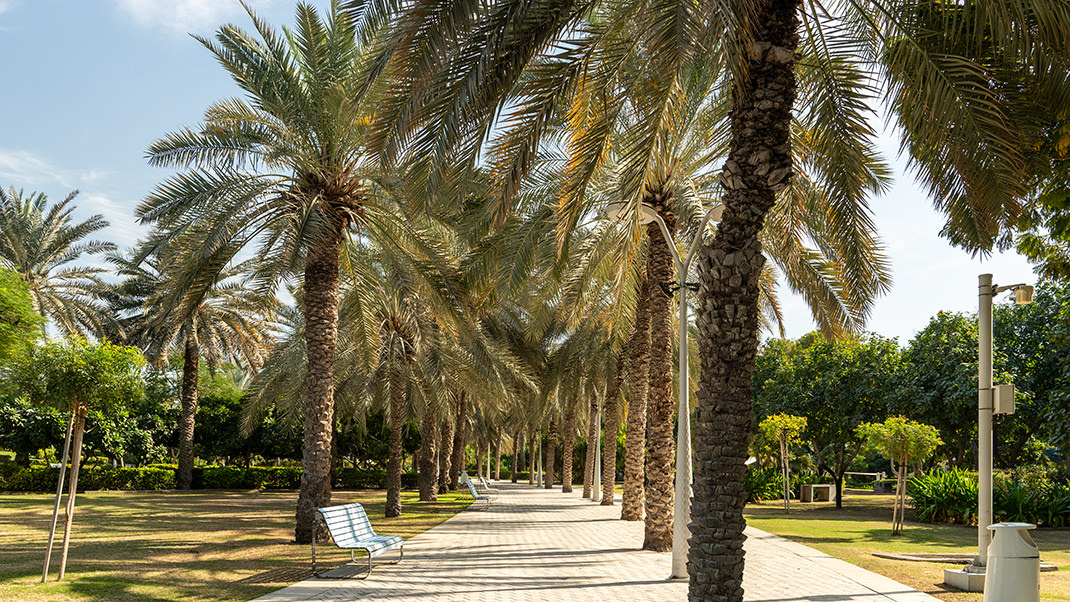 По пути к зданию. Парк Забиль