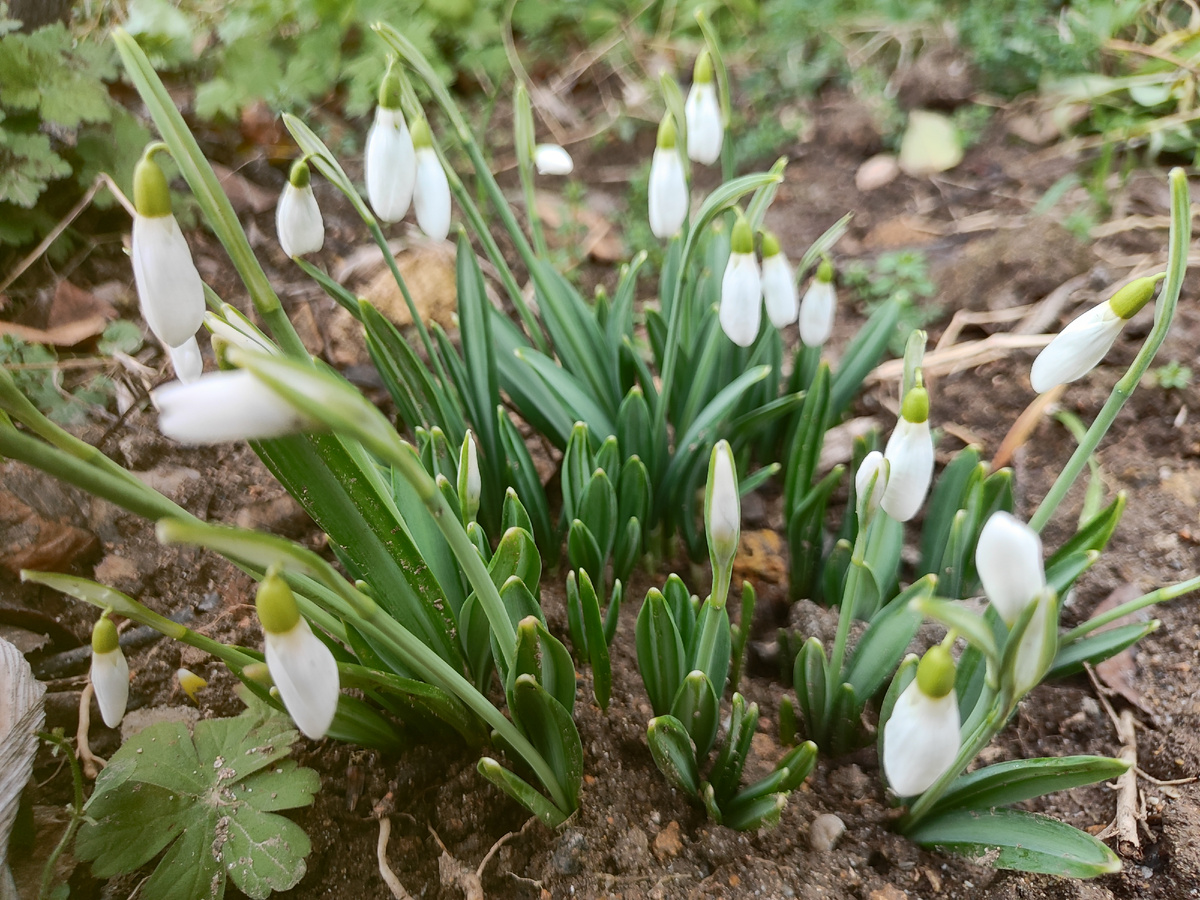 сейчас цветут подснежники