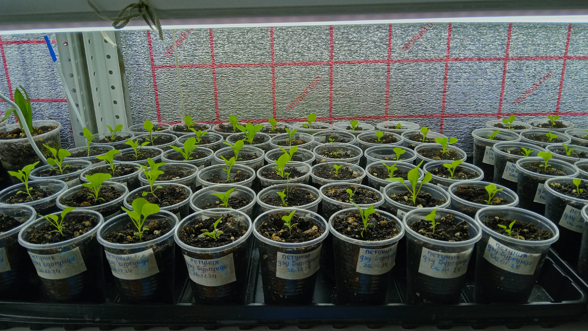 Эти живые и веселые.