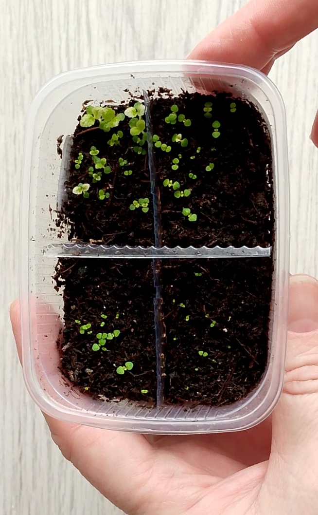 Первые всходы появились через неделю, потом через 14, 16 и 23 дня