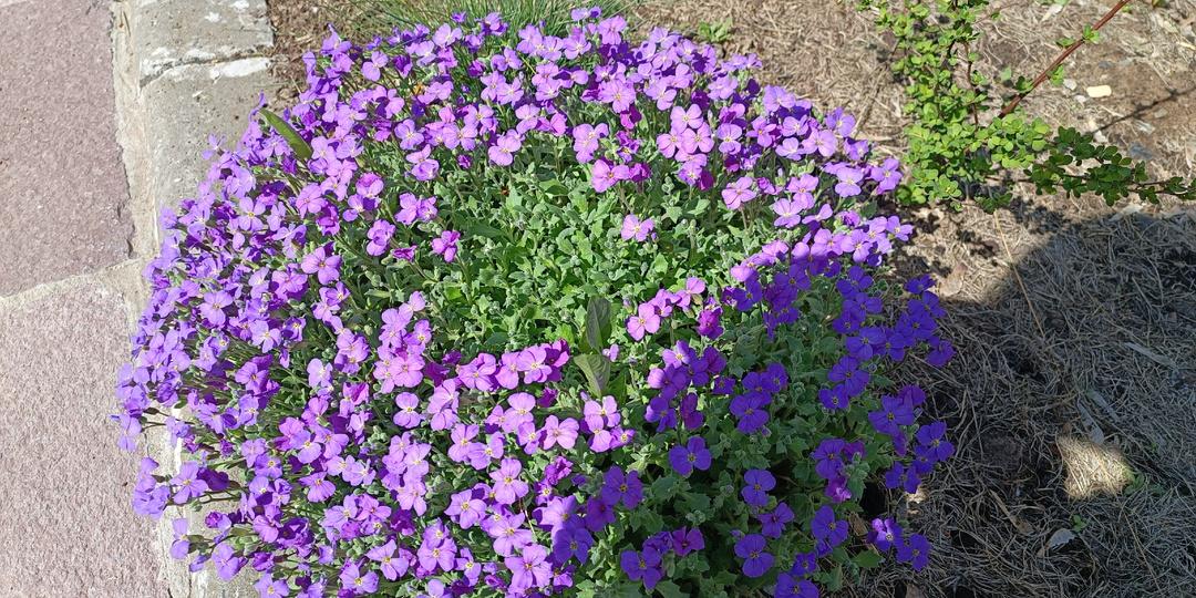 Неприхотливые, цветут весь сезон. Украшаем сад растениями-подушками