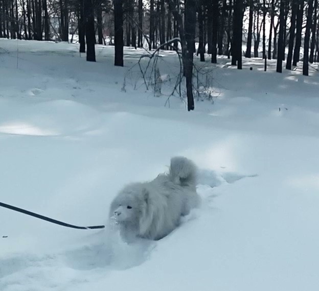 Чем больше снега, тем лучше