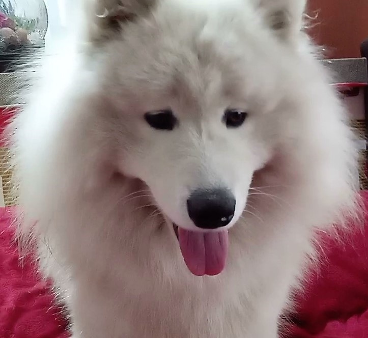 Я - грозная собака. И, пожалуйста, не смейтесь!