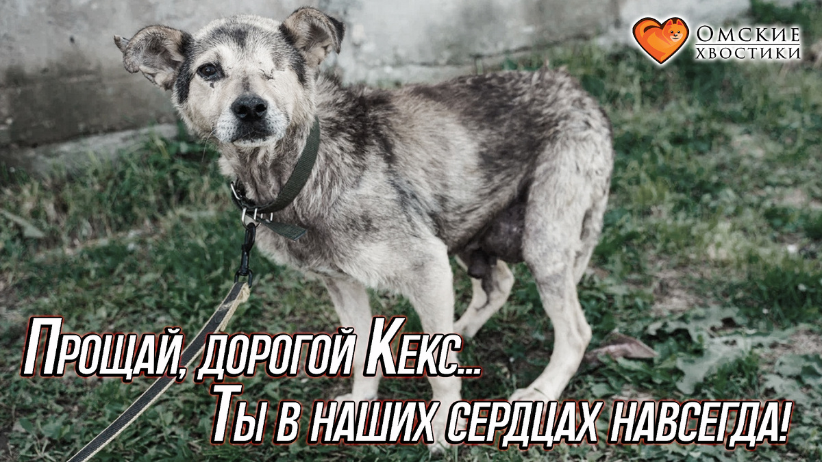 Кекс стал для нас настоящим другом и членом семьи...