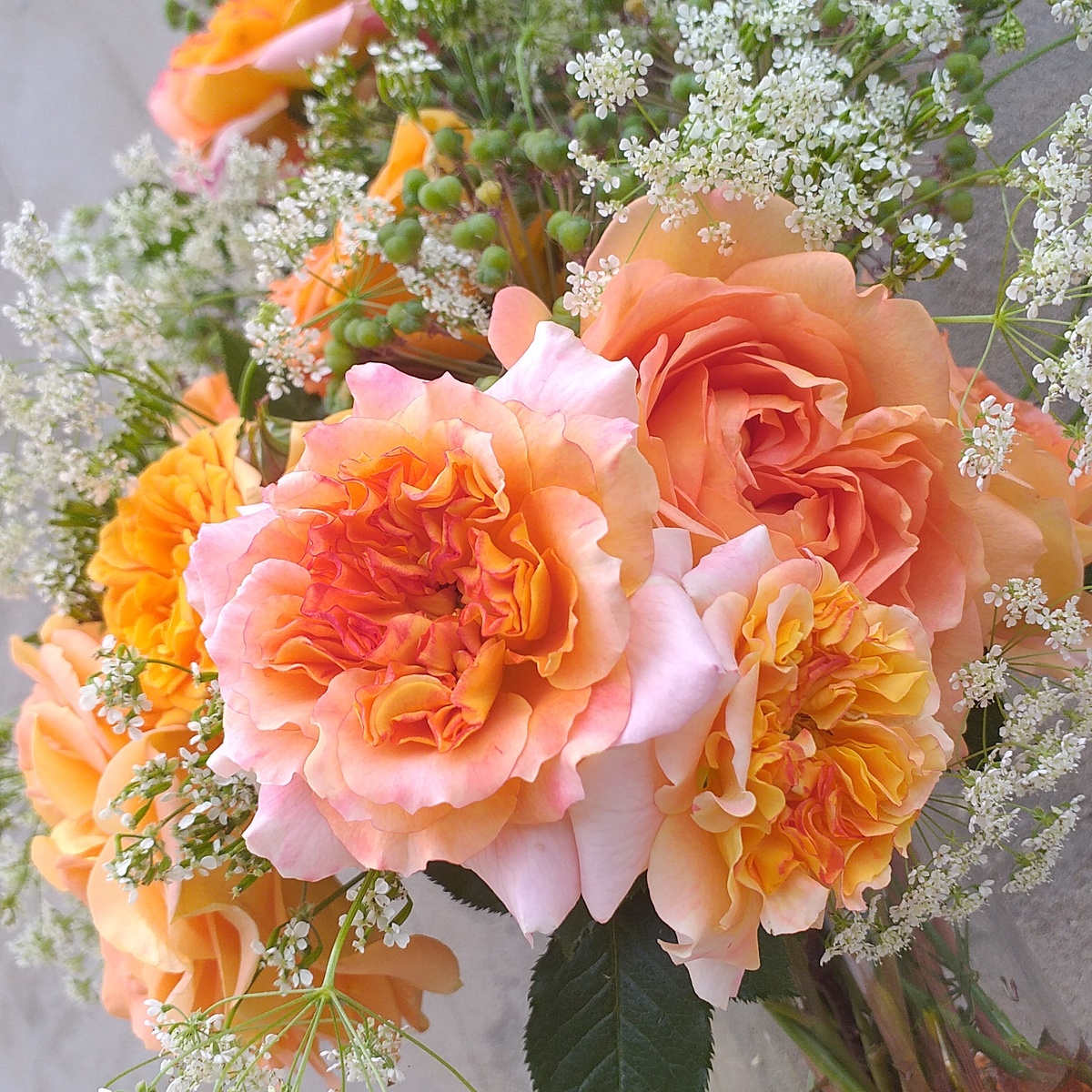 в центре флорибунда Жорж Данжан, фото автора