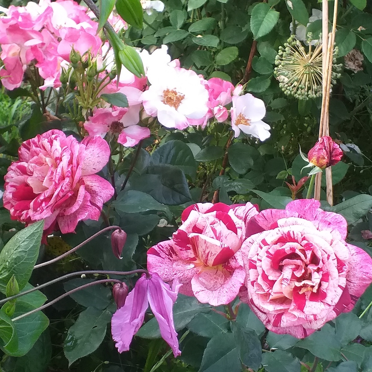 на переднем плане роза Оттавио Миссони, за ней Окки де Фата, фото автора