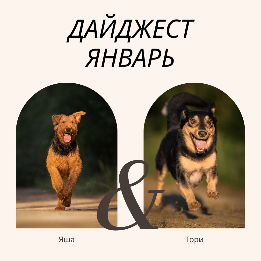 На фото: Люди и их собаки, эрдельтерьер Аякс и дворняжка Тори, дайджест постов за январь 2025