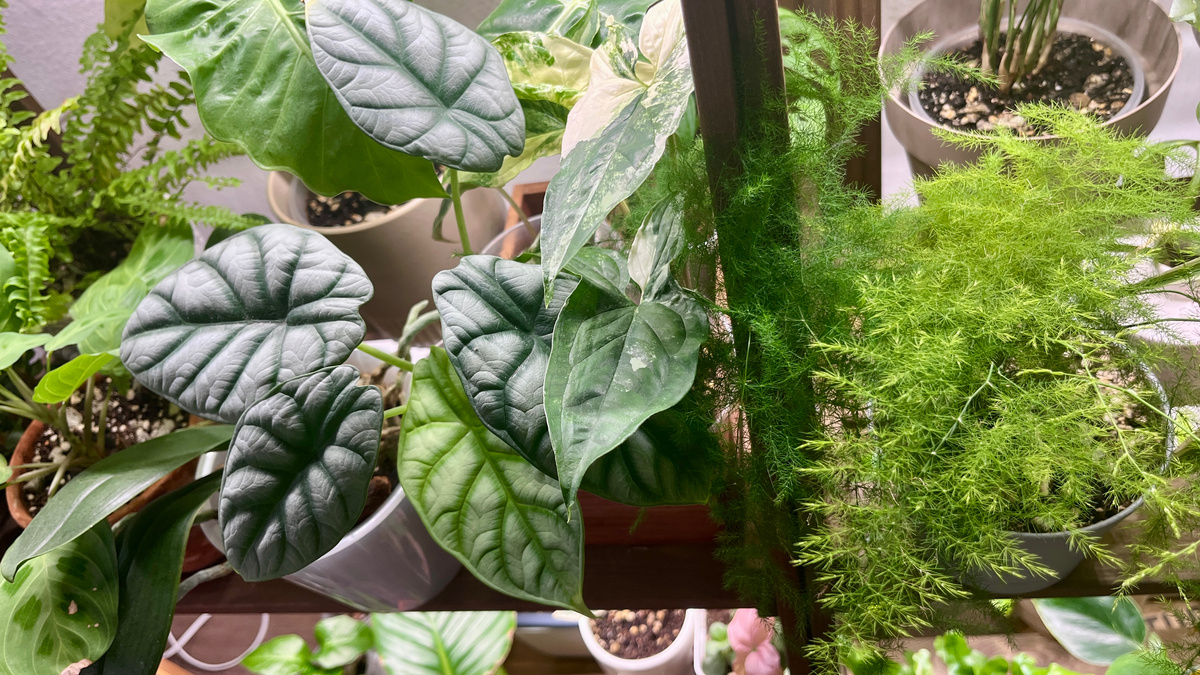 Мой зеленый уголок.