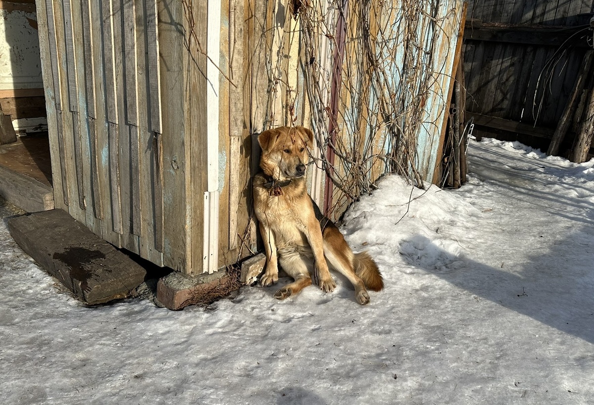 Шарпи греется на солнышке.