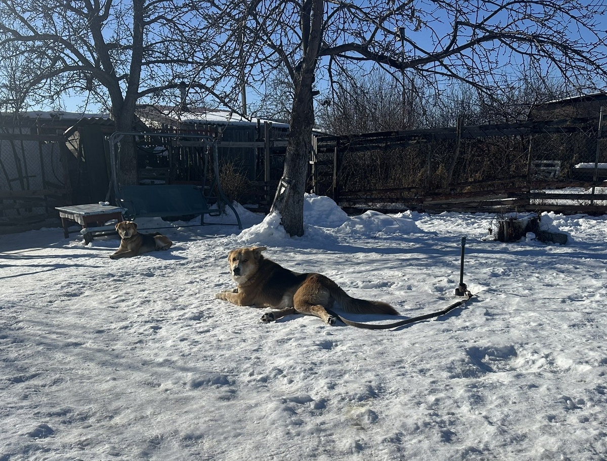 Доби и Шарпи.