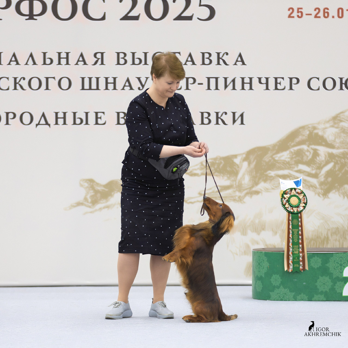 работаем,таксы!