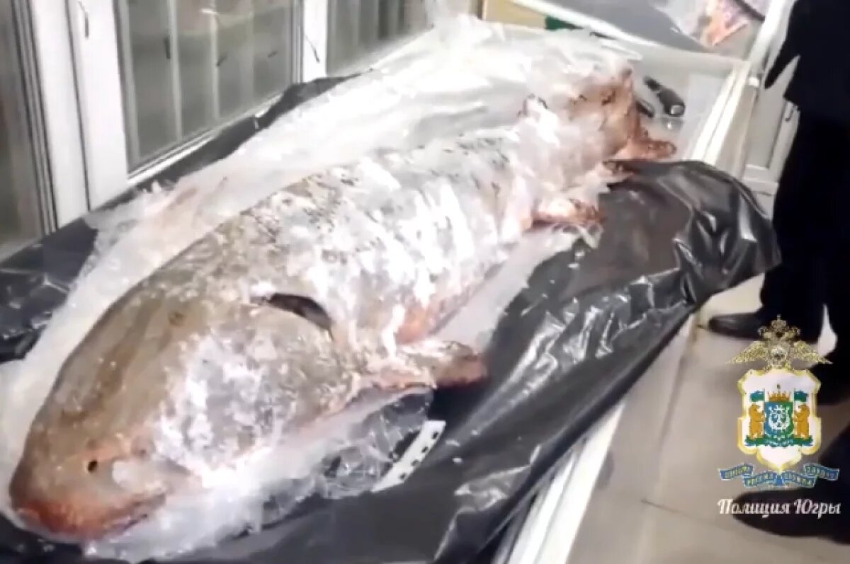    Этот вид входит в перечень особо ценных диких животных и биологических ресурсов.