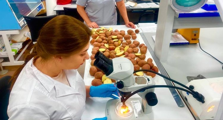    В Донском филиале ЦОК АПК проверяют качество посевного картофеля для Ростовской области из разных регионов