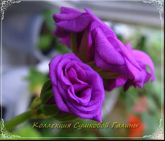 Одна из красоток в моей старой коллекции 