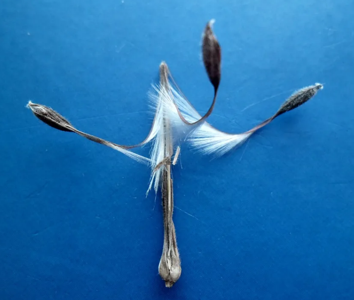 семена пеларгонии 