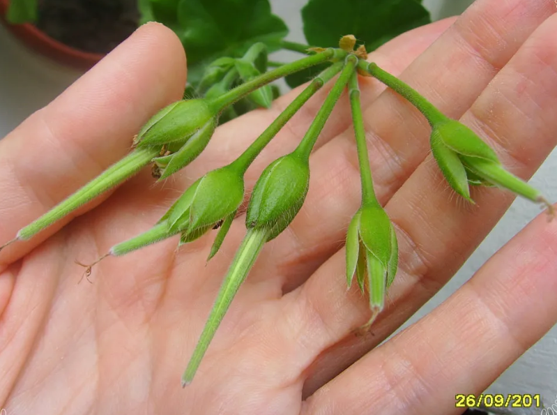 Это уже ручное опыление 