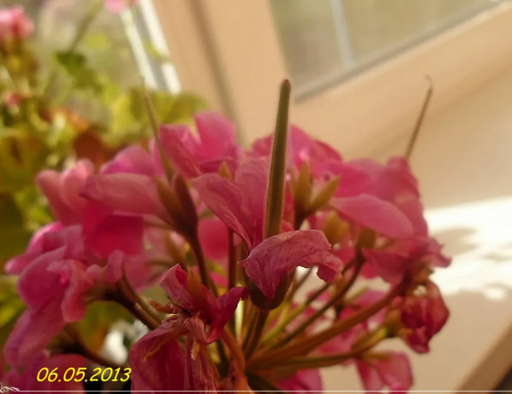 Зреют семена 