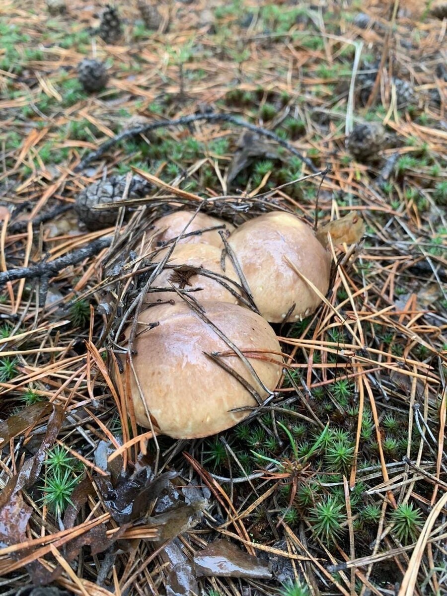 Автор фото Галина Ш.