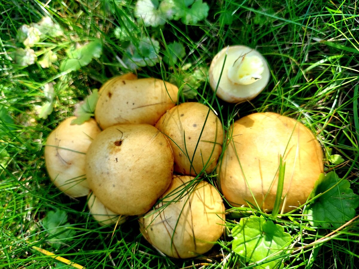 Автор фото Наталья Мазняк