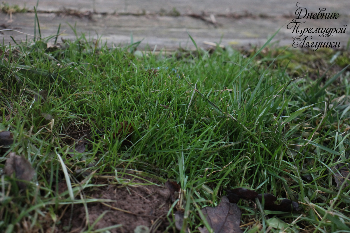 03.02.2025 фото автора трава возле дома