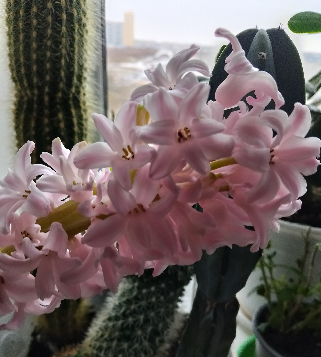 А какой чудесный аромат;