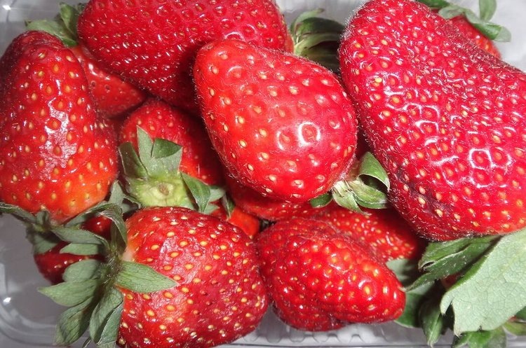    Ивановская область превращается в ягодный регион