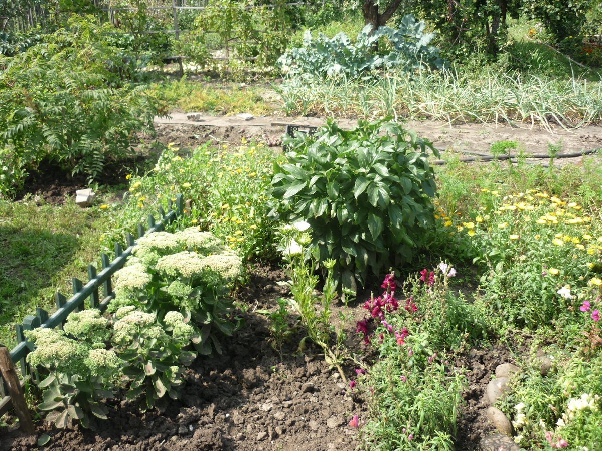 Кусочки маминого цветника (2 фото). Если кто подскажет название желтых цветочков, которые растут рядом с гладиолусами на втором фото, буду очень признательна!
