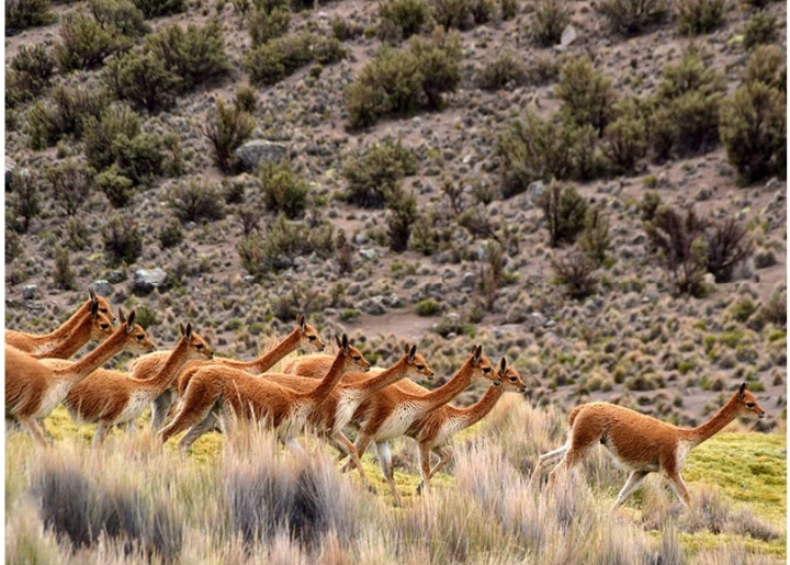 Элегантные Викуньи, фото с интернета
