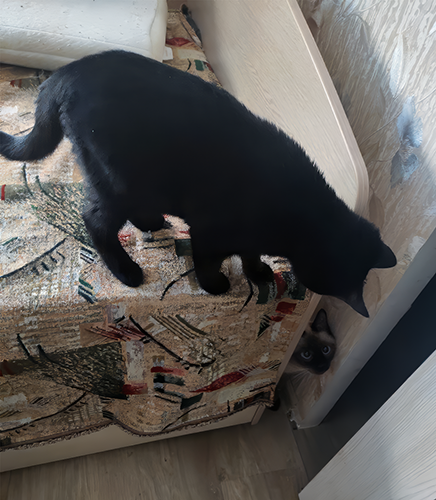 Вероятно играют в прятки