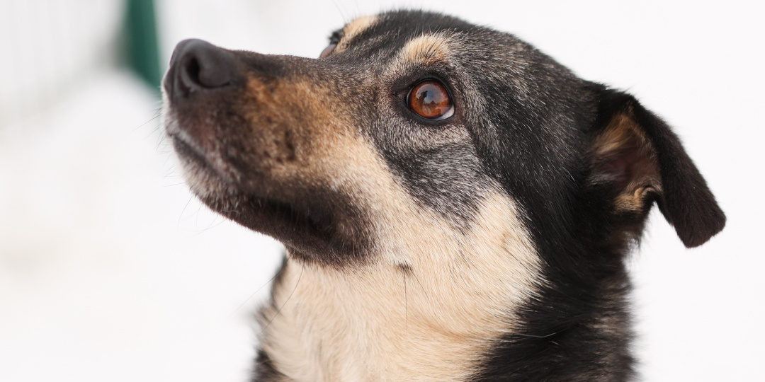 Маленькая собачка с большим сердцем, а также путь от дикой собаки до верного друга