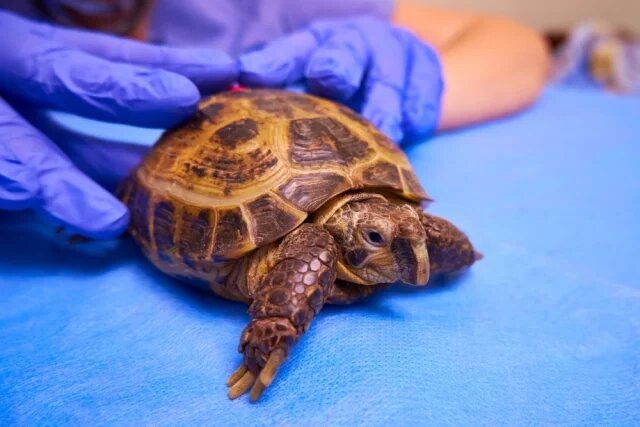    Кто такой герпетолог?