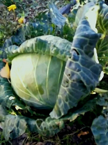 Фото автора. Вот такие были у нас кочаны, но было их не очень много.