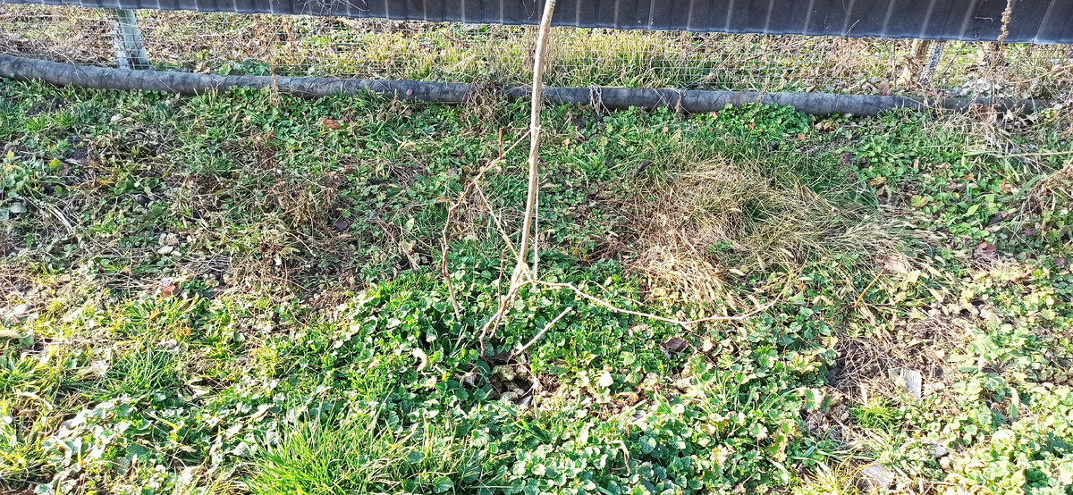 Молодой виноград после зимы 