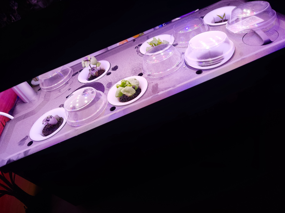 Базилик спустя 7 дней