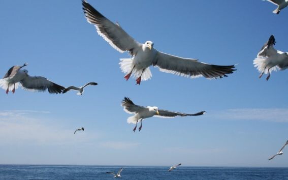 Чайки в море