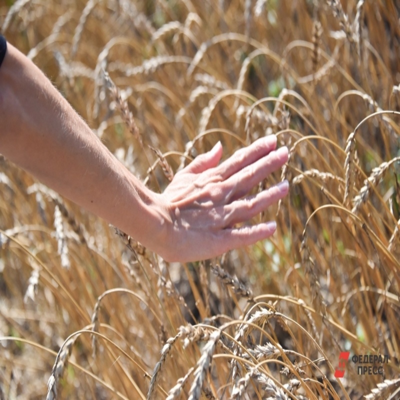Поля будут обрабатывать спецотряды.  Фото: ФедералПресс / Полина Зиновьева