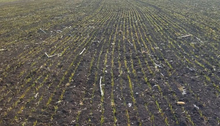    Озимая пшеница в ЛНР под урожай 2025 получила экспертные оценки на начало февраля