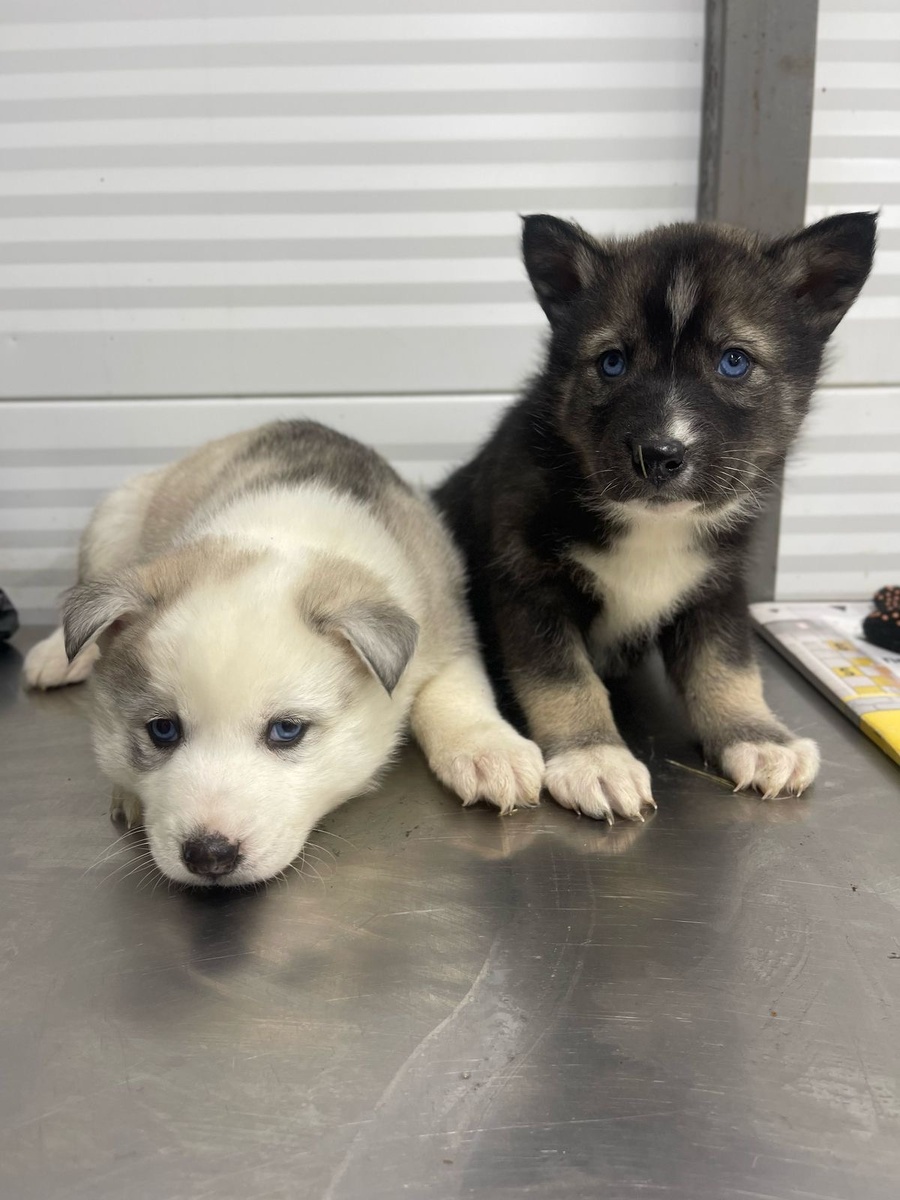 Узники ППБЖ…